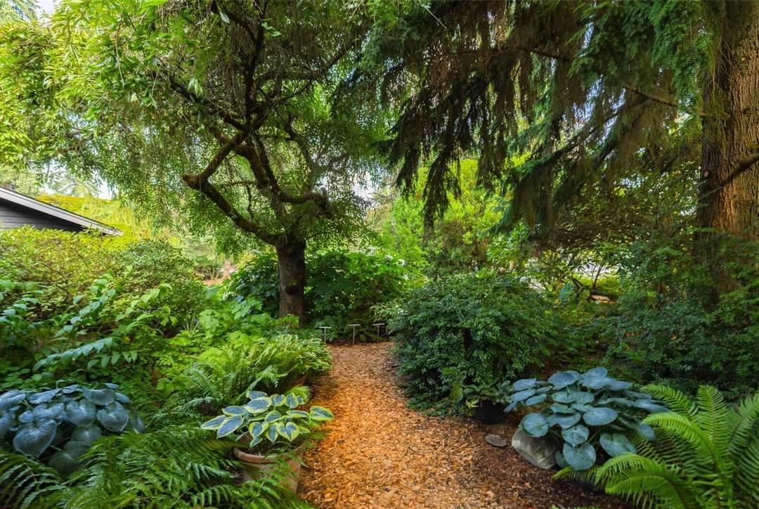 Garden path through mature plantings on a quarter acre in Wilburton, Bellevue